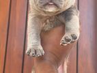 American Bully Puppies