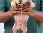 American Bully Puppies