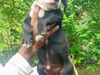 American Bully Puppies XL