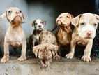 American Bully Puppies