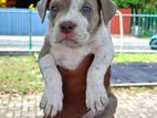 American Bully Puppies