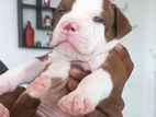 American Bully Puppies