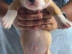 American Bully Puppies