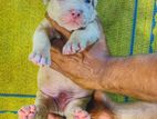 American Bully Puppies