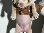 American bully Puppies