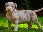 American Bully Puppies