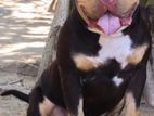 American bully puppies