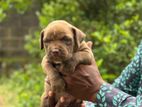 American Bully Puppies