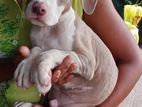 American Bully Puppies