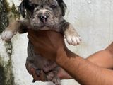 American Bully Puppies