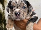 American Bully Puppies