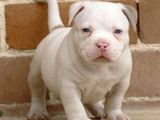 American Bully Puppies