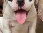 American Bully Puppies