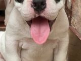 American Bully Puppies