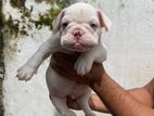 American Bully Puppies