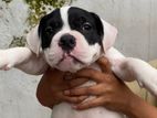 American Bully Puppies