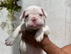 American Bully Puppies