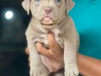 American Bully Puppies