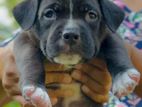 American Bully Puppies