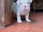 American Bully Puppies