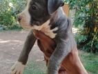 American Bully Puppies