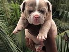 American Bully Puppies