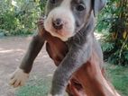 American Bully Puppies