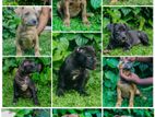 American Bully Puppies