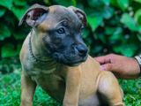 American Bully Puppies