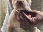 American Bully Puppies