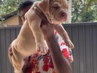 American Bully Puppy