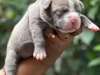 American Bully Puppies