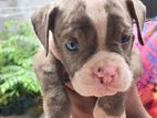 American Bully Puppies