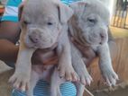 American Bully Puppies