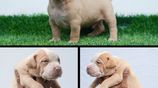 American Bully Puppies