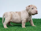 American Bully Puppies