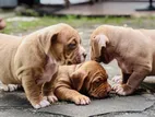 American Bully Puppies