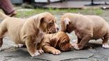 American Bully Puppies