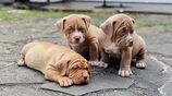 American Bully Puppies