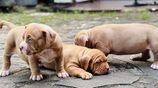 American Bully Puppies