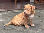 American Bully Puppies