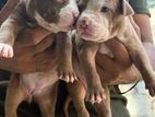 American Bully Puppies