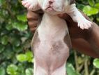 American Bully Puppies