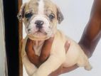 American Bully puppies
