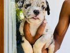 American Bully Puppies