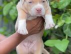 American Bully Puppies