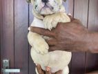 American Bully Puppies