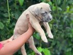 American Bully Puppies