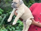American Bully Puppies