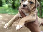 American Bully Puppies